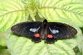 PAPILIONIDAE, Parides erithalion zeuxis